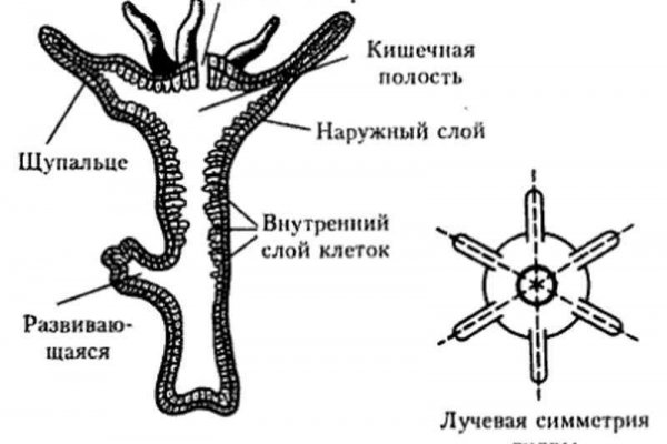 Кракен даркнет ссылка